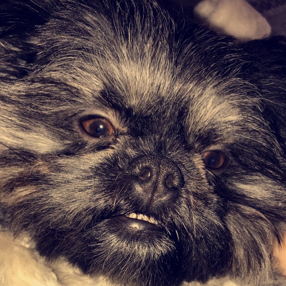 Meet your Posher, Hadley